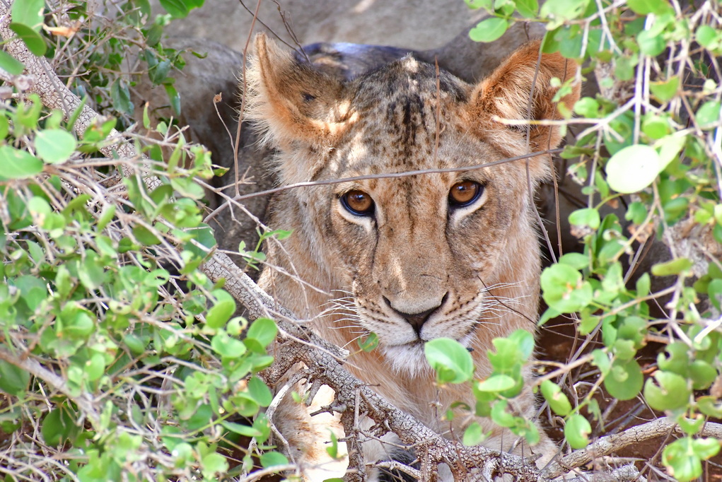 Tsavo East National Park